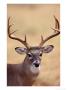 Whitetail Deer by Amy And Chuck Wiley/Wales Limited Edition Print