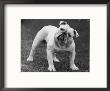 Bulldog by Thomas Fall Limited Edition Pricing Art Print