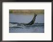 An Elephant Uses Its Trunk As A Snorkel While Swimming The Chobe River by Chris Johns Limited Edition Print