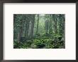 Moss-Covered Rocks Fill A Misty Wooded Hillside by Norbert Rosing Limited Edition Print
