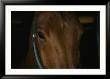 Close View Of The Head Of A Bay Horse by Stacy Gold Limited Edition Pricing Art Print