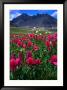 Wildflowers At Sneffels Ridge, Colorado, Usa by Rob Blakers Limited Edition Print