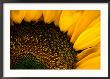 Close-Up Of A Sunflower by Todd Gipstein Limited Edition Print