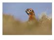 Red Grouse, Male, Scotland by Mark Hamblin Limited Edition Print