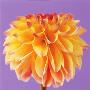 Orange And Yellow Dahlia by Heide Benser Limited Edition Print