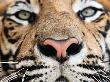 Close Up Of Full-Grown Indochinese Tiger. by Elizabeth Allnutt Limited Edition Pricing Art Print