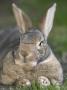 Domestic Rabbit by Darwin Wiggett Limited Edition Print