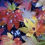 Vine Maple And Blue Elderberries by Dennis Frates Limited Edition Print