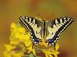 Swallowtail Butterfly Sitting On Flower by Erich Kuchling Limited Edition Pricing Art Print