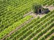 Italy, Tuscany, Vineyard With Cabin by Fotofeeling Limited Edition Print