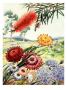 Portrait Of Flowers And Tree Native To Australia by National Geographic Society Limited Edition Print