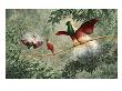 Two Male Emperor Of Germany's Birds Of Paradise Court A Female by National Geographic Society Limited Edition Print