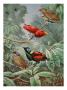 Two King Birds Of Paradise Perch Above Two Wilson's Birds Of Paradise by National Geographic Society Limited Edition Print