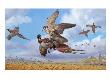 A Prairie Falcon Strikes A Ring-Necked Pheasant Feeding On Wheat by National Geographic Society Limited Edition Print