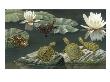 Turtles Perch On Rocks And Water Lily Pads by National Geographic Society Limited Edition Pricing Art Print