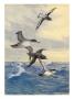 A Mottled Cape Pigeon Tags Along Above Pacific Shearwaters by National Geographic Society Limited Edition Pricing Art Print