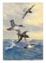 A Mottled Cape Pigeon Tags Along Above Pacific Shearwaters by National Geographic Society Limited Edition Print