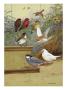 Strawberry Finches, Bengali Finch And Java Sparrows Are Asian Species by National Geographic Society Limited Edition Pricing Art Print