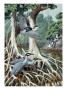Perching Yellow Crowned And Flying Black Crowned Night Herons by National Geographic Society Limited Edition Print