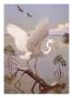 Great White Heron, White Morph Of Great Blue Heron, Spreads Its Wings by National Geographic Society Limited Edition Pricing Art Print