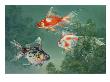 Three Different Types Of Goldfish Swim Through Cabomba by National Geographic Society Limited Edition Pricing Art Print