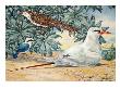 From Left: Painting Of Kingfisher, Cuckoo, And Red-Tailed Tropicbird by National Geographic Society Limited Edition Print