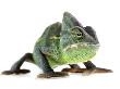 Chameleon by Darwin Wiggett Limited Edition Pricing Art Print