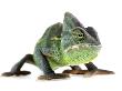 Chameleon by Darwin Wiggett Limited Edition Print