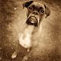 Sepia Image Of Boxer Dog by Greg Gerla Limited Edition Print