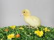 A Duckling On Artificial Grass by Paul Hudson Limited Edition Pricing Art Print