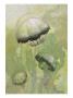 Painting Of Several Stomolophus Meleagris Jellyfish by William H. Crowder Limited Edition Print