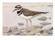 A Painting Of A Killdeer by Louis Agassiz Fuertes Limited Edition Print