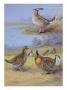 A Painting Of A Group Of Prairie Chickens Of Different Species by Allan Brooks Limited Edition Pricing Art Print