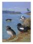 A Painting Of Rhinoceros Auklets And Pigeon Uuillemots by Allan Brooks Limited Edition Print