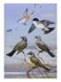 A Painting Of Several Kingbirds And A Scissor-Tailed Flycatcher by Allan Brooks Limited Edition Pricing Art Print