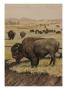 A Painting Of An American Bison, Or Buffalo, Grazing With Its Herd by Louis Agassiz Fuertes Limited Edition Print