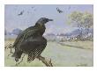 A Painting Of A Black Vulture On A Branch While Many More Fly by Allan Brooks Limited Edition Print