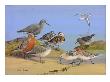 A Painting Of Several Species Of Shorebirds by Allan Brooks Limited Edition Print