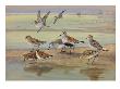 A Painting Of Several Species Of Sandpiper by Allan Brooks Limited Edition Print