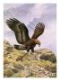 A Golden Eagle Sinks Its Talons Into A Frightened Hoary Marmot. by National Geographic Society Limited Edition Print