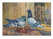Two Racing Homer Pigeons Take Turns Incubating Recent Eggs. by National Geographic Society Limited Edition Pricing Art Print