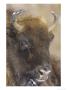 European Bison, Portrait Of Female, Scotland by Mark Hamblin Limited Edition Pricing Art Print