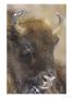 European Bison, Portrait Of Female, Scotland by Mark Hamblin Limited Edition Print