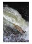 Atlantic Salmon, Cock Salmon Overcoming Falls, Scotland by Keith Ringland Limited Edition Print