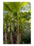 Banana Plant, Musa Basjoo by Kidd Geoff Limited Edition Pricing Art Print