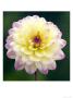 Dahlia Zingaro In Flower by Kidd Geoff Limited Edition Pricing Art Print