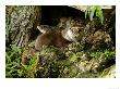 Otter, Dog Otter At Base Of A Willow Tree, Earsham, Uk by Elliott Neep Limited Edition Print