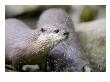 Asian Short Clawed Otters, Playing In A Rockpool, Earsham, Uk by Elliott Neep Limited Edition Print