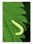 Green Caterpillar On Edge Of Large Nettle Leaf, Middlesex, Uk by Elliott Neep Limited Edition Print