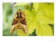 Angle Shades Moth On Pale Hop Leaf, London, Uk by Elliott Neep Limited Edition Print